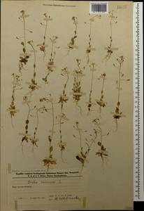 Draba nemorosa L., Caucasus, Azerbaijan (K6) (Azerbaijan)