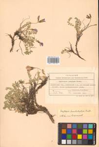 Oxytropis kamtschatica Hultén, Siberia, Chukotka & Kamchatka (S7) (Russia)