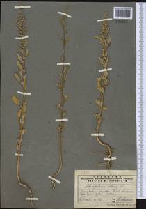 Chenopodium album L., Middle Asia, Pamir & Pamiro-Alai (M2) (Tajikistan)