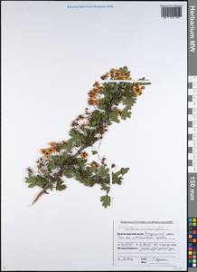 Crataegus microphylla C. Koch, Caucasus, Black Sea Shore (from Novorossiysk to Adler) (K3) (Russia)