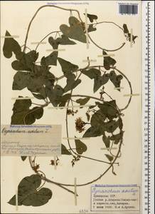 Cynanchum acutum L., Caucasus, Armenia (K5) (Armenia)