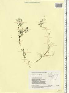 Cardamine parviflora L., Eastern Europe, Central region (E4) (Russia)