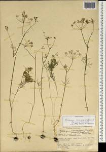 Geocaryum cynapioides subsp. macrocarpum (Boiss. & Spruner) Menemen, South Asia, South Asia (Asia outside ex-Soviet states and Mongolia) (ASIA) (Turkey)