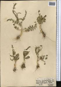 Oedibasis apiculata (Kar. & Kir.) Koso-Pol., Middle Asia, Western Tian Shan & Karatau (M3) (Kazakhstan)