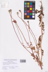 Papaver rhoeas L., Eastern Europe, Lower Volga region (E9) (Russia)