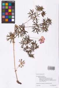 Geranium sanguineum L., Eastern Europe, Central forest-and-steppe region (E6) (Russia)