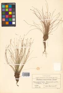 Eleocharis maximowiczii Zinserl., Siberia, Russian Far East (S6) (Russia)