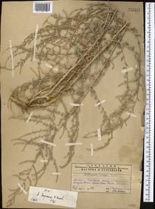 Artemisia ferganensis Krasch. ex Poljakov, Middle Asia, Pamir & Pamiro-Alai (M2) (Tajikistan)