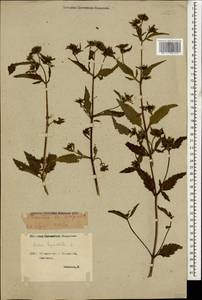 Bidens tripartita L., Caucasus, Georgia (K4) (Georgia)