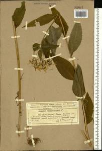 Senecio nemorensis L., Eastern Europe, Northern region (E1) (Russia)