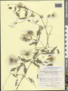 Clematis orientalis L., Caucasus, Armenia (K5) (Armenia)