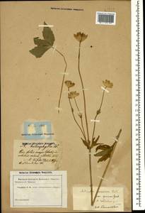 Astrantia maxima Pall., Caucasus (no precise locality) (K0)