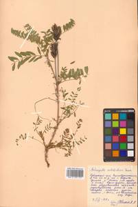 Astragalus schelichowii Turcz., Siberia, Russian Far East (S6) (Russia)