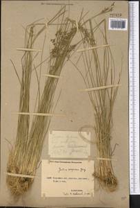 Juncus compressus Jacq., Middle Asia, Northern & Central Kazakhstan (M10) (Kazakhstan)