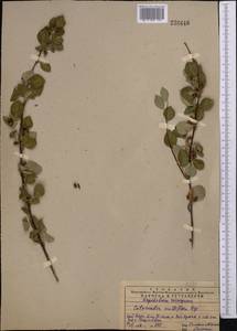 Cotoneaster multiflorus Bunge, Middle Asia, Western Tian Shan & Karatau (M3) (Kazakhstan)