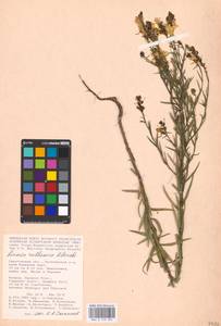 MHA 0 159 395, Linaria biebersteinii Besser, Eastern Europe, Lower Volga region (E9) (Russia)