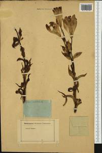 Lilium candidum L., Western Europe (EUR) (Not classified)