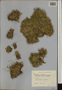 Dianthus microlepis Boiss., Western Europe (EUR) (Bulgaria)
