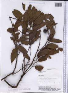 Guazuma ulmifolia Lam., America (AMER) (Paraguay)