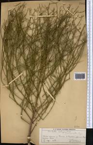 Chondrilla ambigua Fisch. ex Kar. & Kir., Middle Asia, Muyunkumy, Balkhash & Betpak-Dala (M9) (Kazakhstan)