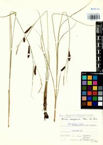 Carex songorica Kar. & Kir., Siberia, Altai & Sayany Mountains (S2) (Russia)