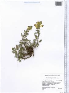Scutellaria przewalskii Juz., Middle Asia, Northern & Central Tian Shan (M4) (Kyrgyzstan)