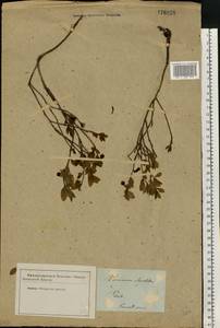 Vaccinium myrtillus L., Eastern Europe, North-Western region (E2) (Russia)