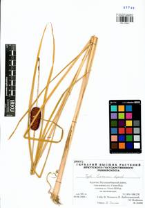 Typha laxmannii Lepech., Siberia, Baikal & Transbaikal region (S4) (Russia)