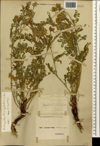 Astragalus lasioglottis Steven, Caucasus, Stavropol Krai, Karachay-Cherkessia & Kabardino-Balkaria (K1b) (Russia)