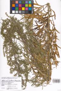 Artemisia umbrosa Turcz. ex DC., Eastern Europe, Moscow region (E4a) (Russia)