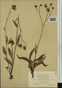 Hieracium onosmoides subsp. oreades (Fr.) Murr & Zahn, Western Europe (EUR) (Norway)