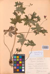 Geranium palustre L., Eastern Europe, Central region (E4) (Russia)