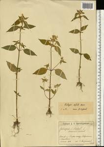 Galeopsis bifida Boenn., Eastern Europe, Moscow region (E4a) (Russia)