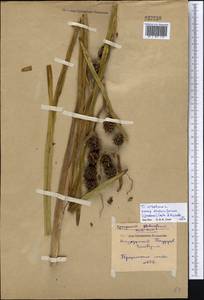 Sparganium stoloniferum (Buch.-Ham. ex Graebn.) Buch.-Ham. ex Juz., Middle Asia, Northern & Central Kazakhstan (M10) (Kazakhstan)