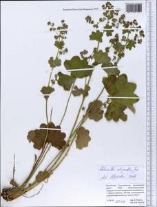 Alchemilla oligantha Juz., Eastern Europe, Eastern region (E10) (Russia)