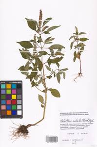 Elsholtzia ciliata (Thunb.) Hyl., Eastern Europe, Moscow region (E4a) (Russia)
