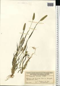 Setaria viridis (L.) P.Beauv., Eastern Europe, Volga-Kama region (E7) (Russia)