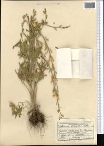 Delphinium biternatum Huth, Middle Asia, Muyunkumy, Balkhash & Betpak-Dala (M9) (Kazakhstan)