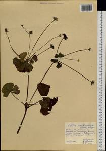 Caltha palustris var. membranacea Turcz., Siberia, Russian Far East (S6) (Russia)