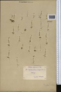 Psylliostachys × myosuroides (Regel) Roshkova, Middle Asia, Syr-Darian deserts & Kyzylkum (M7) (Uzbekistan)