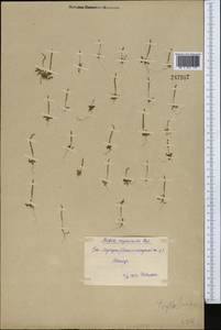 Psylliostachys ×myosuroides (Regel) Roshkova, Middle Asia, Syr-Darian deserts & Kyzylkum (M7) (Uzbekistan)