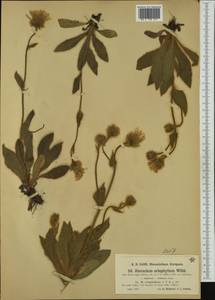 Hieracium villosum subsp. villosissimum (Nägeli) Nägeli & Peter, Western Europe (EUR) (Italy)