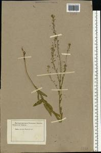 Neslia paniculata (L.) Desv., Eastern Europe, Eastern region (E10) (Russia)