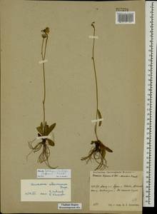 Pilosella acutifolia subsp. acutifolia, Eastern Europe, Central region (E4) (Russia)