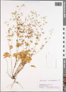 Geranium rotundifolium L., Eastern Europe, Central forest-and-steppe region (E6) (Russia)