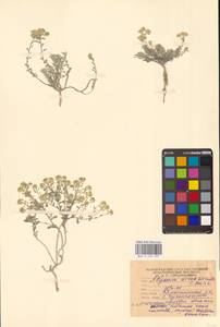 Odontarrhena tortuosa subsp. tortuosa, Eastern Europe, Lower Volga region (E9) (Russia)
