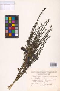 Cytisus scoparius (L.) Link, Eastern Europe, Lithuania (E2a) (Lithuania)
