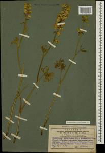 Delphinium albiflorum DC., Caucasus, Georgia (K4) (Georgia)