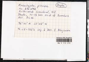 Encalypta procera Bruch, Bryophytes, Bryophytes - America (BAm) (Greenland)