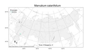 Marrubium catariifolium Desr., Atlas of the Russian Flora (FLORUS) (Russia)